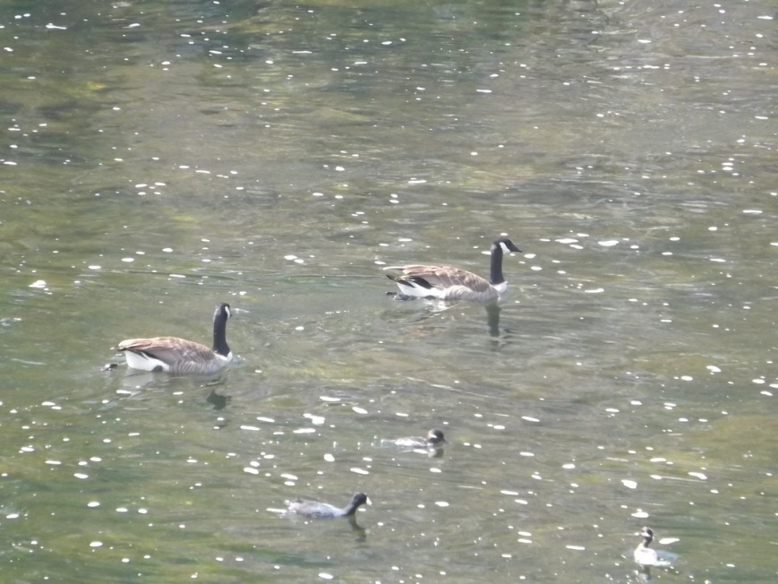 Canadian Geese (and a couple coots and a mallard) in the L.A. River. 
