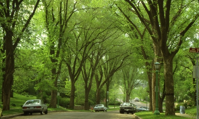 An elm lined street somewhere in suburbia, probably in the eighties.
